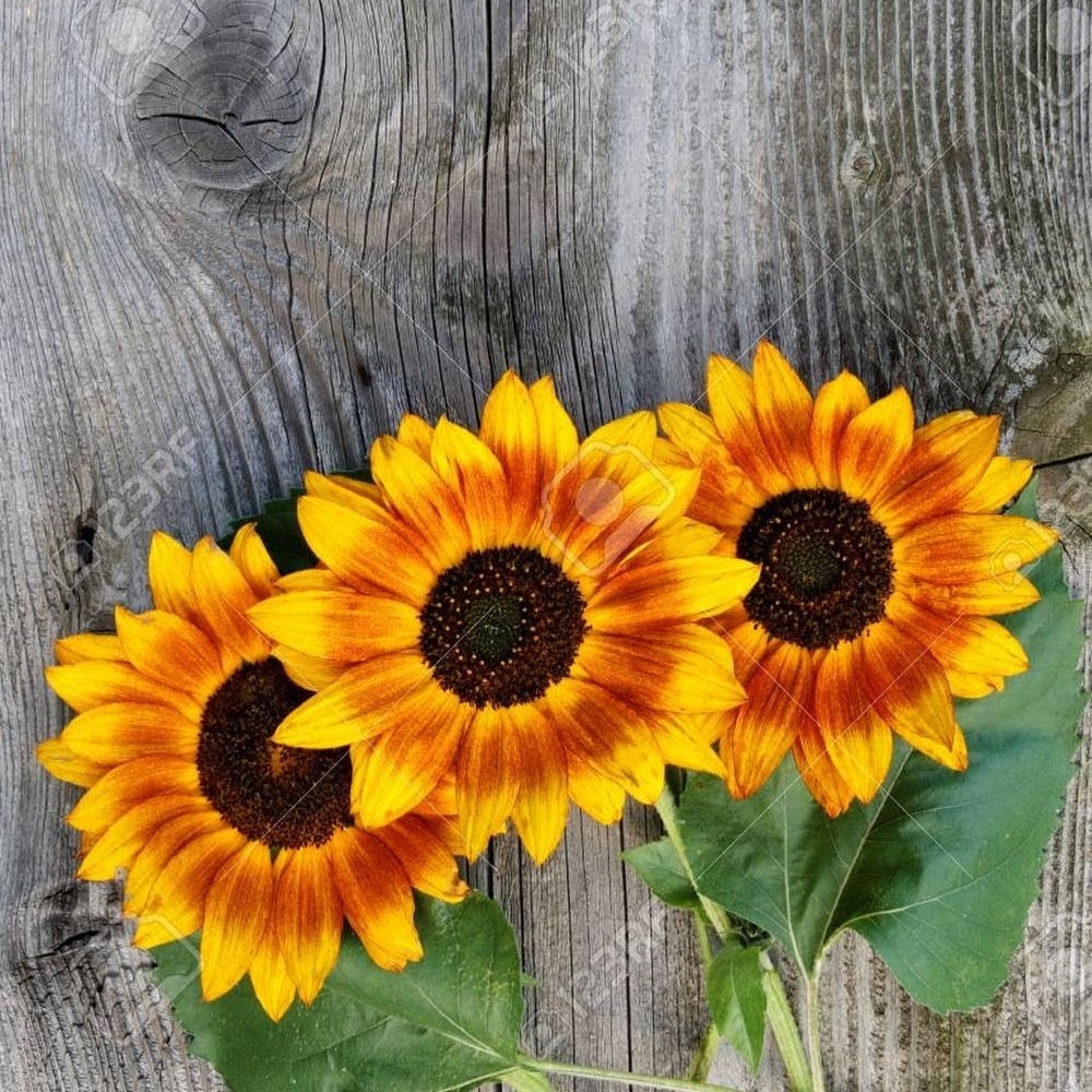 Meet your Posher, Aprilmae